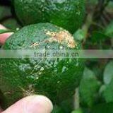 High Quality and Japanese Condiment Yuzu Kosho Pepper, Sample Available thumbnail-4