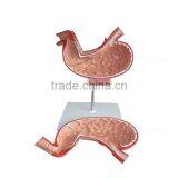 Handmade Medical Human Body Anatomy Stomach Model thumbnail-3