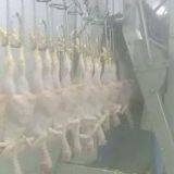 Good Price Chicken Slaughter Machine Line Abattoir Equipment thumbnail-2