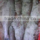 Frozen Leather Jacket Fish Whole thumbnail-2
