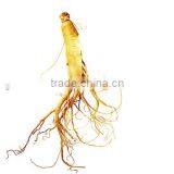 Chinese Ginseng Slimming Tea 2g *20 Bags /box Green Tea With Ginseng Slimming Tea Bags OEM to USA England Canada Australia thumbnail-3