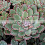 Echeveria Polidonis Decorative Plants Echeveria, Succulent Plants, Tropical Plants thumbnail-2
