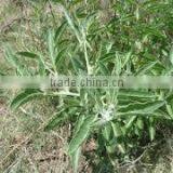 Withania Somnifera thumbnail-2