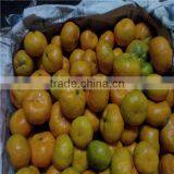 Fresh Sugar Mandarin thumbnail-1