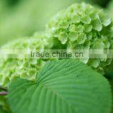 Fashionable Promotional Pretty Hydrangea Flowers thumbnail-4