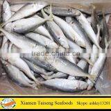 Good Quality Frozen Fish Bait Round Scad On Sale