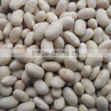 Japanese white kindey bean