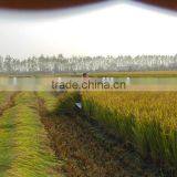 Walking Tractor/mini Tiller Used Harvest Part/mini Harvester thumbnail-4