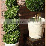 Boxwood Spiral Boxwood Sphere Preserved Topiary thumbnail-4