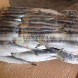 Sardine for Bait on Sale thumbnail-1