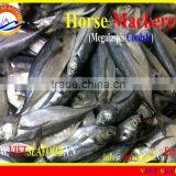 W/R FROZEN HORSE MACKEREL thumbnail-4