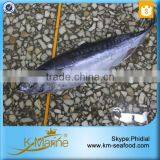 Small Size Hot Sale Whole Bullet Mackerel thumbnail-2