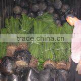 Cycas Revoluta ( Sago Palm) Outdoor Plant thumbnail-1