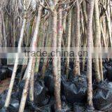 Prunus Serrulata Plants thumbnail-1