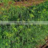 DILL SEED EXTRACT thumbnail-4