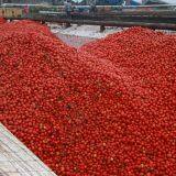 2020 Crop Concentrated Tomato Paste thumbnail-3