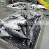 500-1000g, 1000g up Bonito Frozen Bonito Whole Round