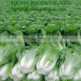 Fresh Vietnam Napa Cabbage _ Good Quality_2016