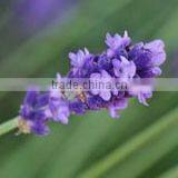 Premium Oil Lavender thumbnail-2