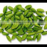 Cardamom