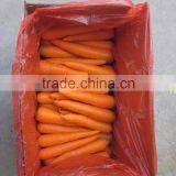 China Bulk Fresh Carrot for Sale thumbnail-3