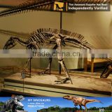 MY Dino-C063 Artificial metal animal skeleton models