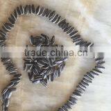 Sunflower Seed thumbnail-2