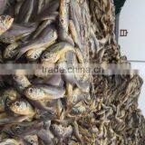 Marine Fresh Seafood Fish Yellow Croaker thumbnail-5