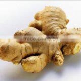 Market Prices for Ginger/ Yellow Dry Ginger Dried Ginger Pieces thumbnail-3