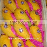 Best Sindhri Mango of the World