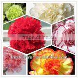 Fresh Cut Carnation Flower thumbnail-1