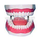 Dental Education Model thumbnail-1
