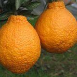 Chinese Fruit Citrus/orange With Own Orchard and Factory thumbnail-3