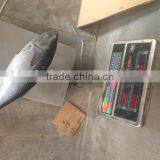 2016 High Quality Frozen Bonito Tuna 200g-300g thumbnail-2