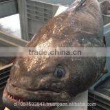 Patagonian Toothfish or Real Chilean Seabass thumbnail-1