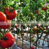 Low Cost PEP Plastic Film Covering Tunnel Tomato Greenhouse thumbnail-1