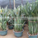 Strelitzia Reginae Bird Of Paradise Crane Flower thumbnail-3