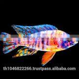 Ornamental Fish Breeder thumbnail-1