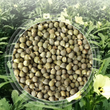 500pcs China Wholesale Hybrid Good Price Red Green Long Okra Seeds Okro Abelmoschus Esculentus Seed for Planting thumbnail-3