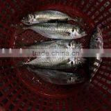Frozen Seafood Horse Mackerel With China Exports 140 - 200 g/ Pcs thumbnail-3