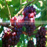 Top Quality Pure Nature Red Wine Extract Powder thumbnail-4