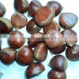 Good Price Fresh Chestnut for Sale in Dandong With Chinese Chestnuts Wholesale. Eating Chinese Chestnuts! thumbnail-2