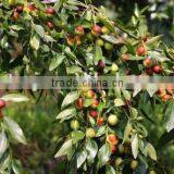 2015 Hot Sold Factory Supply GMP Certified Wildjujube Oil thumbnail-4