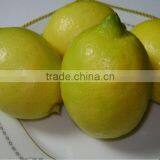 Adalia Lemon thumbnail-1