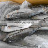 FROZEN HORSE MACKEREL WHOLE ROUND thumbnail-2