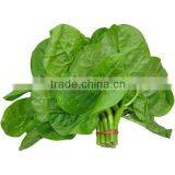 Malabar Spinach Seeds Vegetable Seeds for Planting thumbnail-1