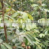 Dimocarpus Longan Lour Seedling thumbnail-3