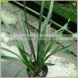 Cymbidium Hybridum Faberi(Gold Beauty) thumbnail-1