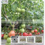 Mineral Wool Hydroponic Growing Media Rock Wool Cube for Vegetable Growth thumbnail-1