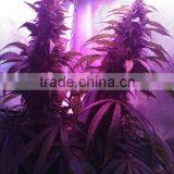 2016 ETL Listed Mars Pro II 128 Full Spectrum COB LED Grow Light Intensive Light Increase Yields Hydroponics Grow Light thumbnail-5